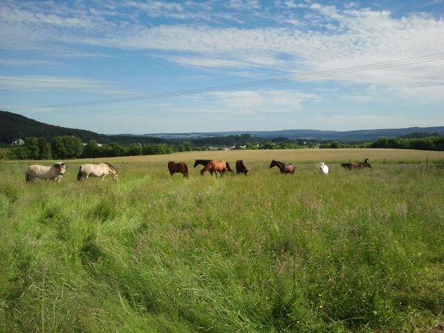 Pferde auf der Weide