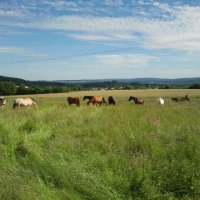Pferde auf der Weide