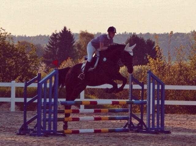 Springreiter im Sprung PSV Falkenhorst Helferskirchen e. V.