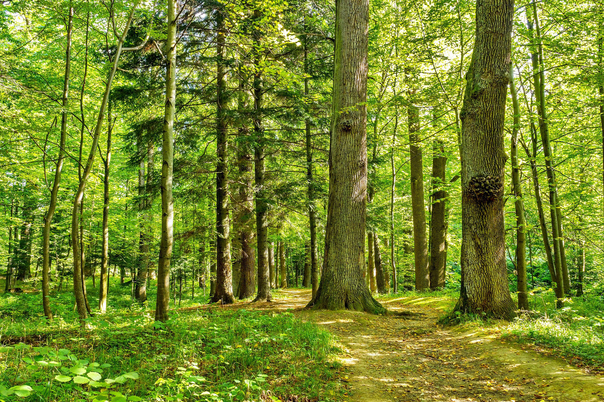 forest trees. nature green wood backgrounds Sunny Day