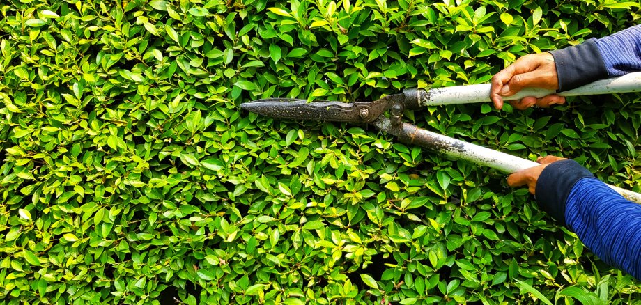 Hand of gardener or worker in blue Long sleeve shirt uniform cutting and decorating branch of tree and green leaves by using branch scissors tool with copy space on left.