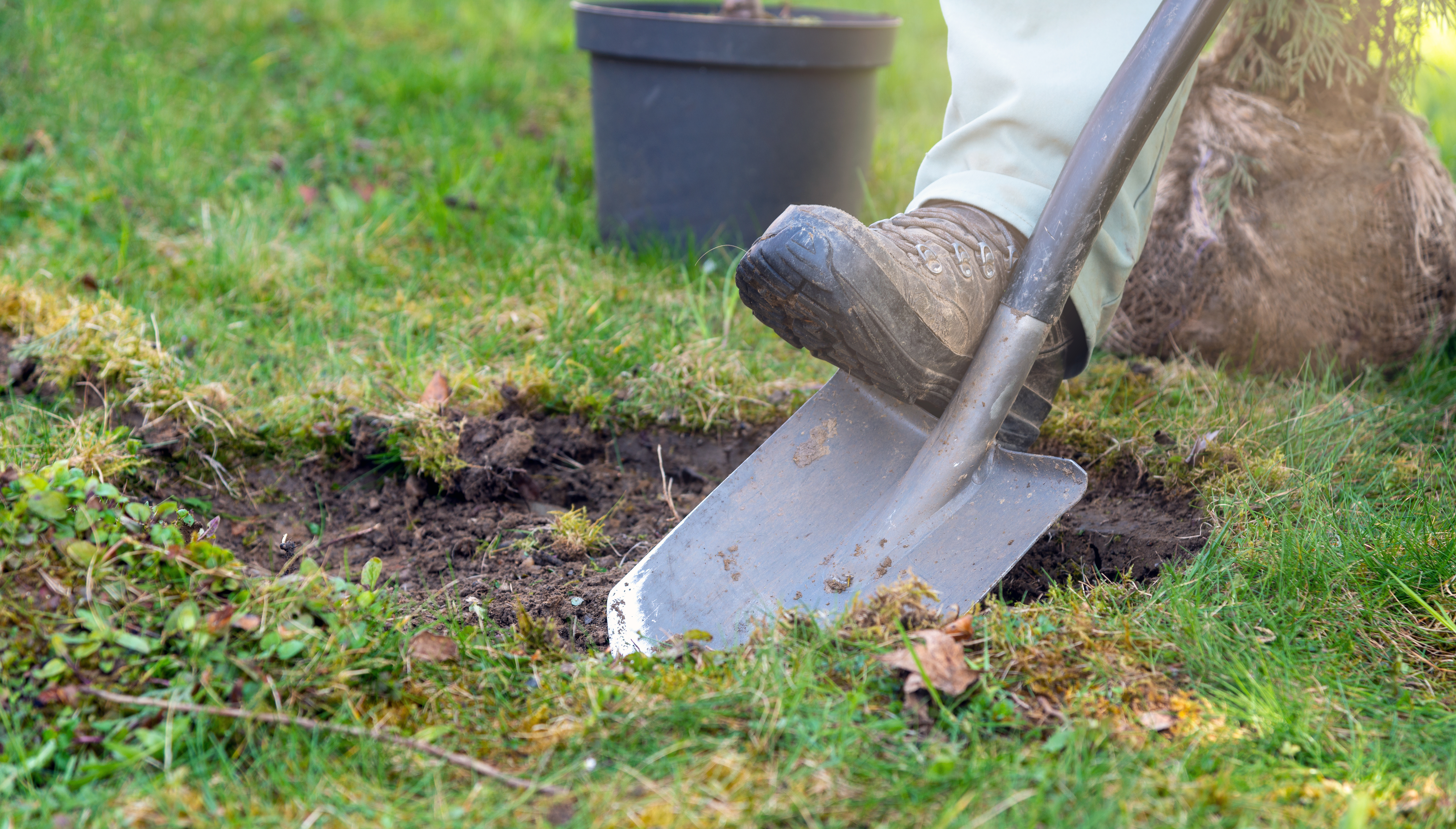 Gärtner gräbt ein Pflanzloch für einen Baum