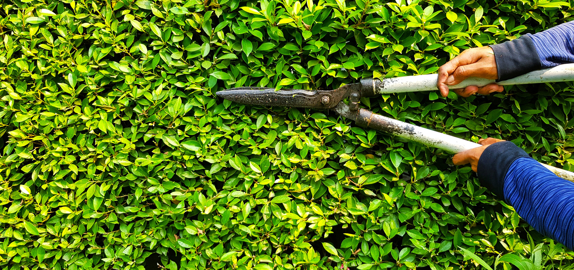 Hand of gardener or worker in blue Long sleeve shirt uniform cutting and decorating branch of tree and green leaves by using branch scissors tool with copy space on left.