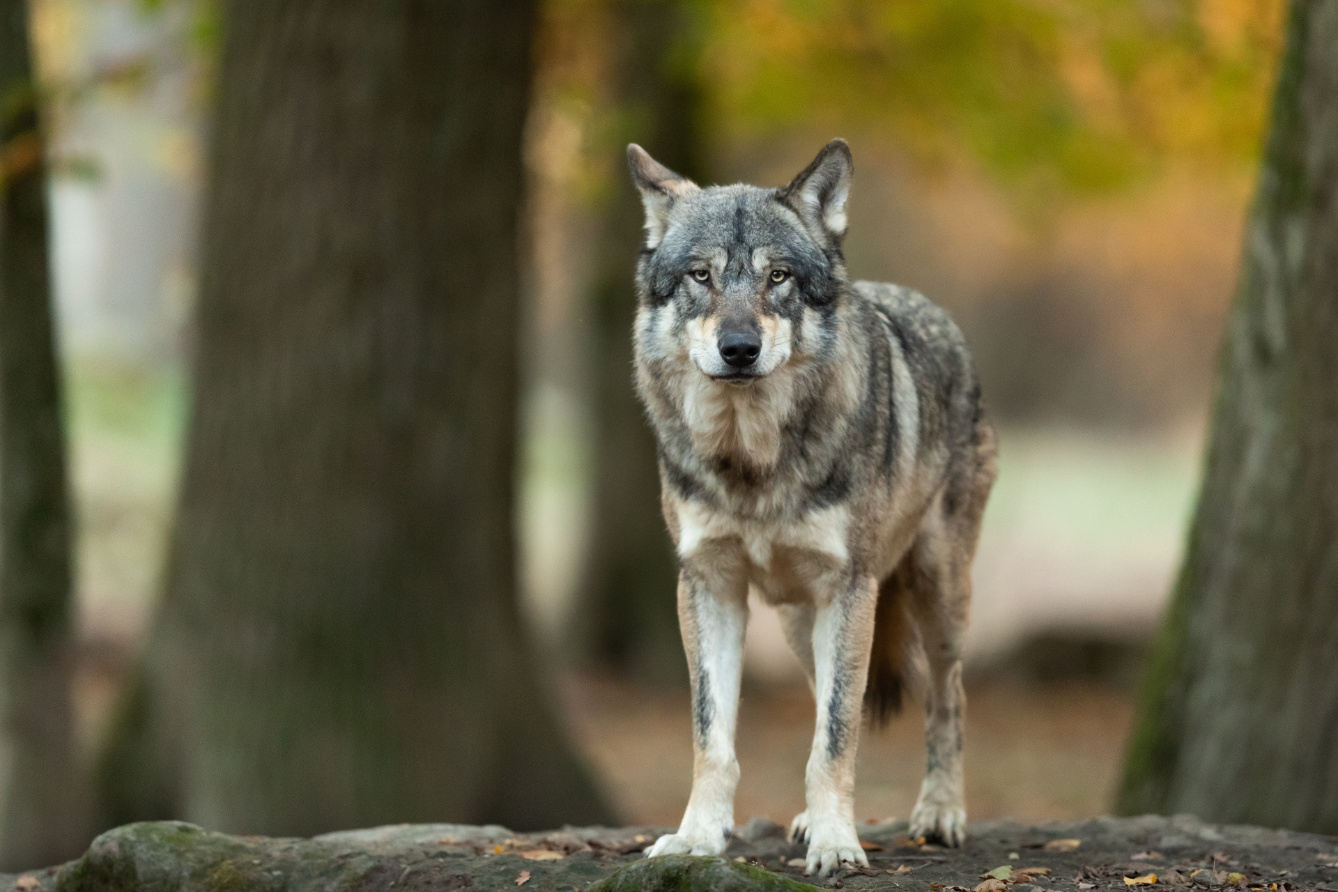Grey wolf in the forest Grey wolf in the forest