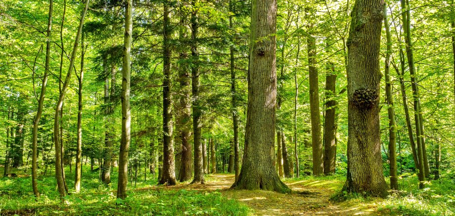 forest trees. nature green wood backgrounds Sunny Day