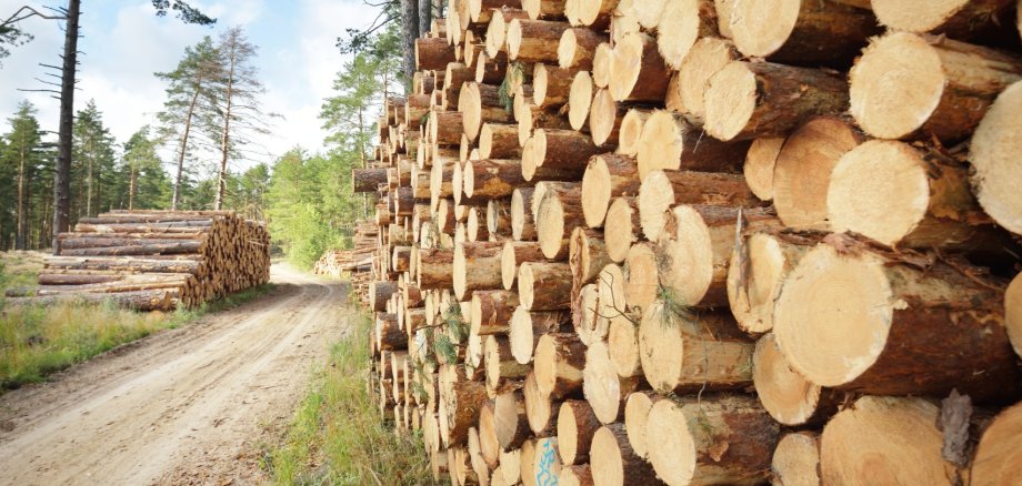Freshly made firewood in the evergreen forest, pine tree logs close-up. Environmental damage, ecological issues, ecology, nature, wood, deforestation, alternative energy, lumber industry, business Freshly made firewood in the evergreen forest, pine tree logs close-up. Environmental damage, ecological issues, ecology, nature, wood, deforestation, alternative energy, lumber industry, business