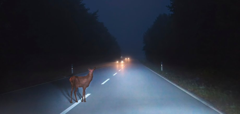 a deer crosses a street at dusk a deer crosses a street at dusk