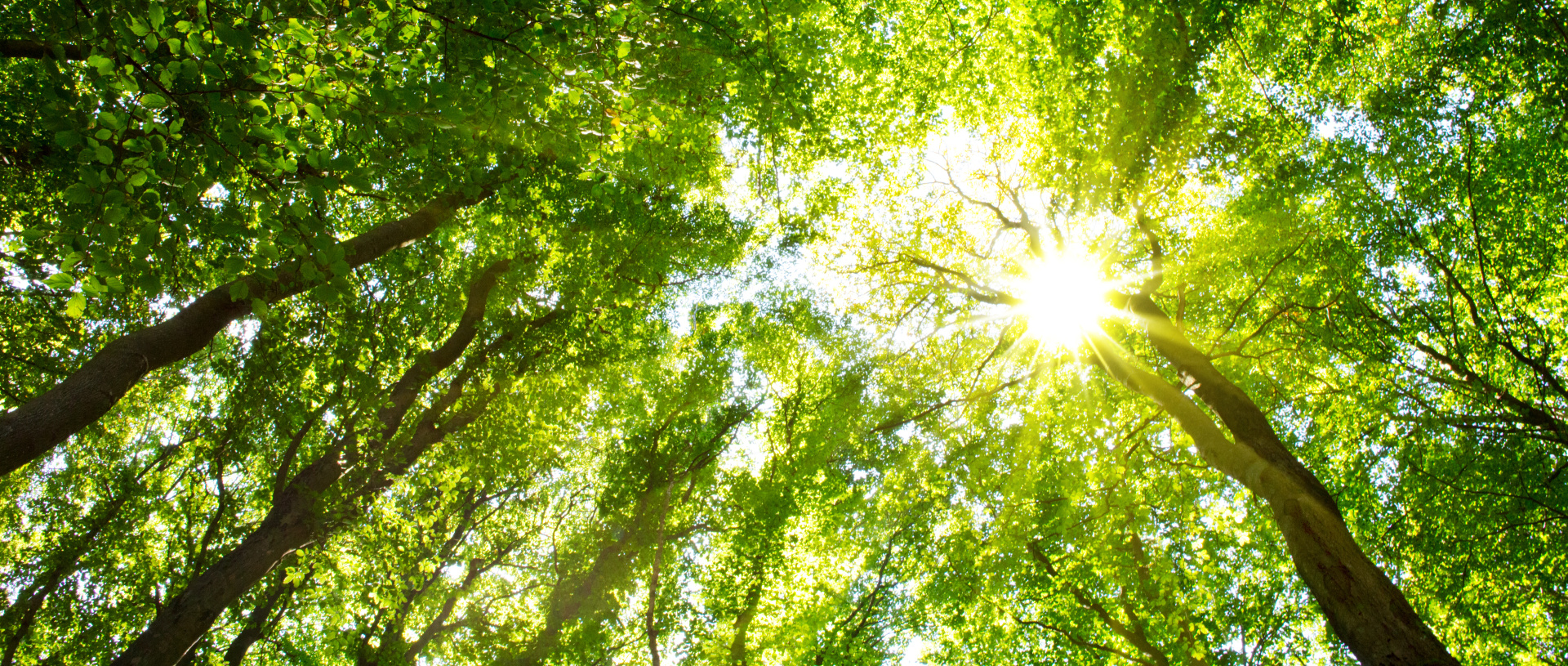 Colorful  treetops in fall forest with sun shining though trees.