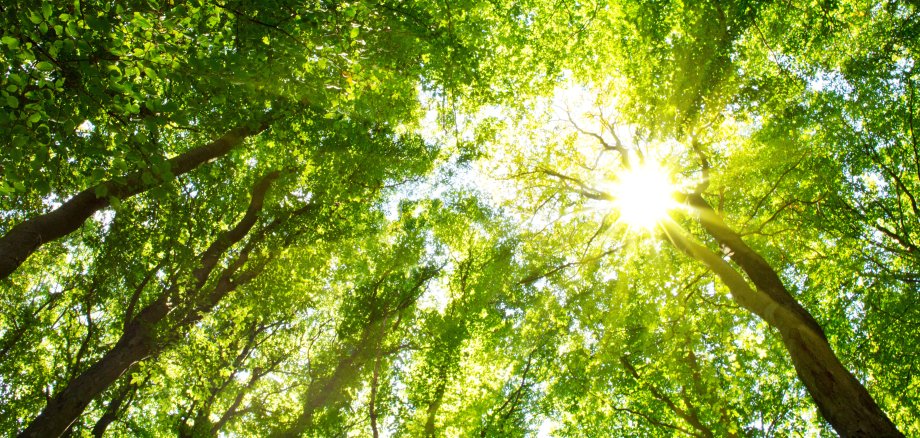 Colorful treetops in fall forest with sun shining though trees. Colorful treetops in fall forest with sun shining though trees.