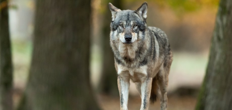 Grey wolf in the forest Grey wolf in the forest