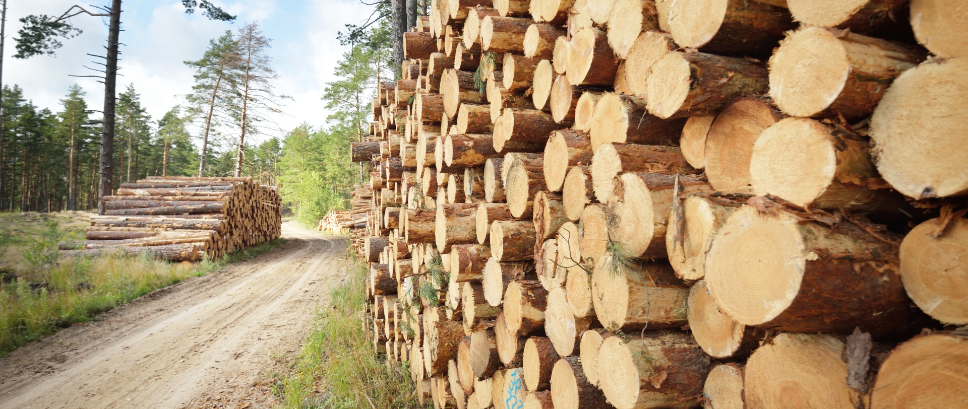 Freshly made firewood in the evergreen forest, pine tree logs close-up. Environmental damage, ecological issues, ecology, nature, wood, deforestation, alternative energy, lumber industry, business Freshly made firewood in the evergreen forest, pine tree logs close-up. Environmental damage, ecological issues, ecology, nature, wood, deforestation, alternative energy, lumber industry, business
