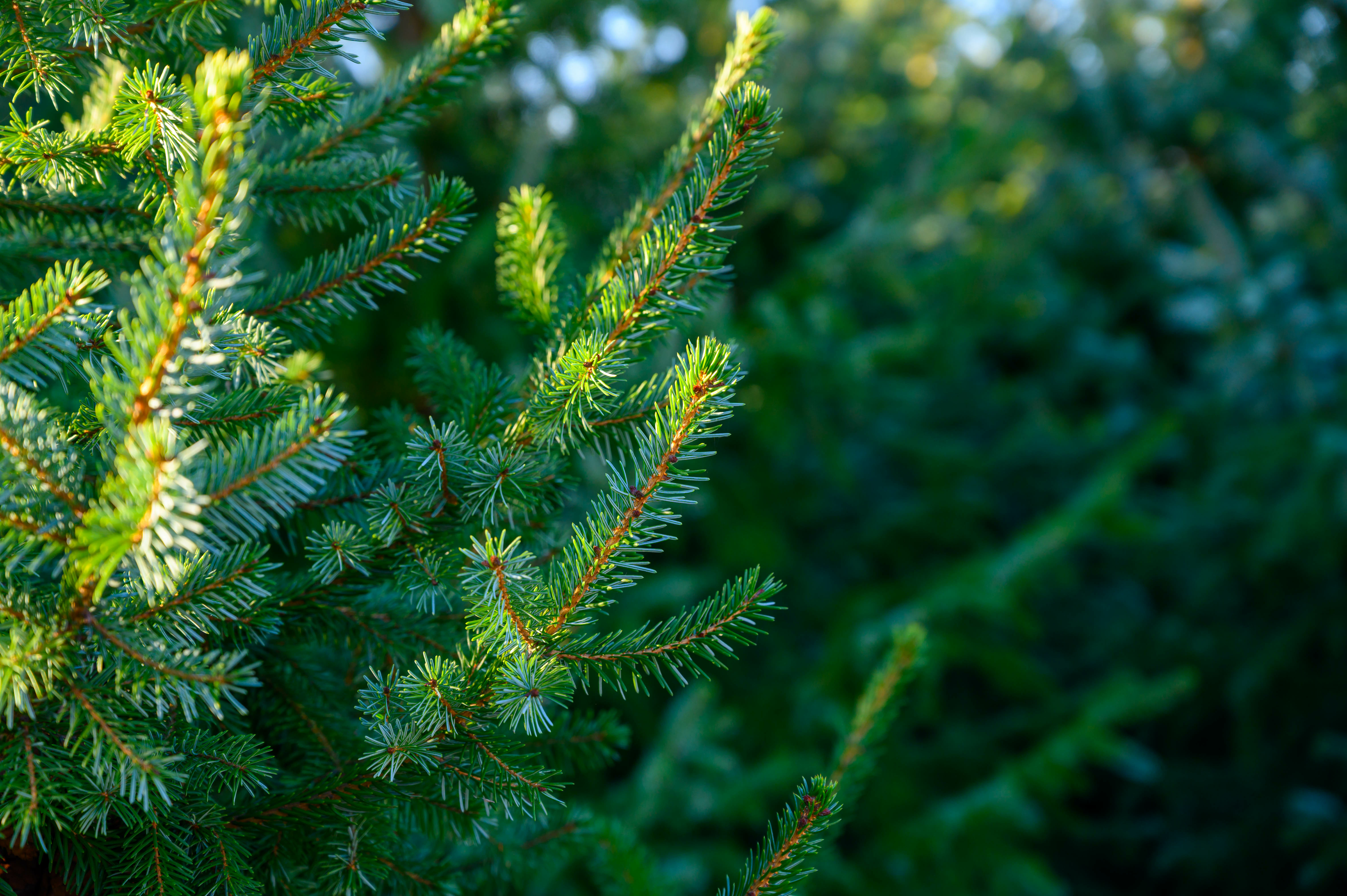 Plantations of growing green christmas tree firs in Netherlands