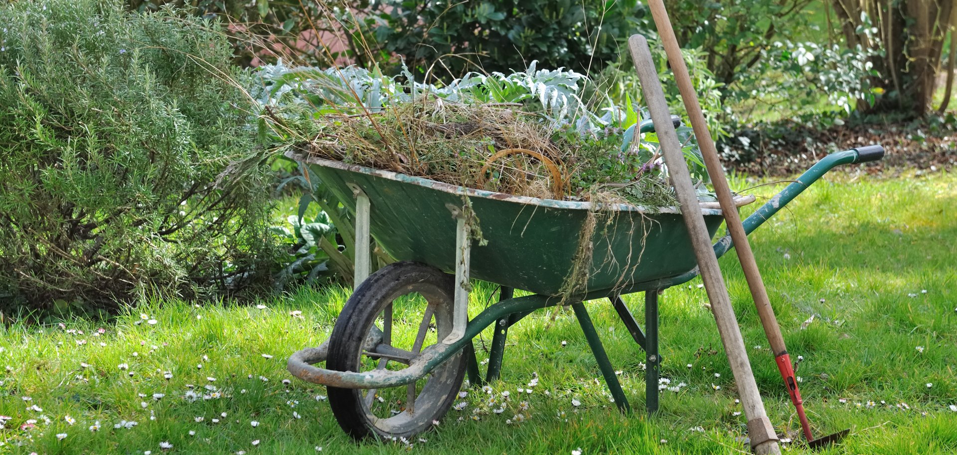 brouette dans jardin pleine de mauvaises herbes brouette dans jardin pleine de mauvaises herbes