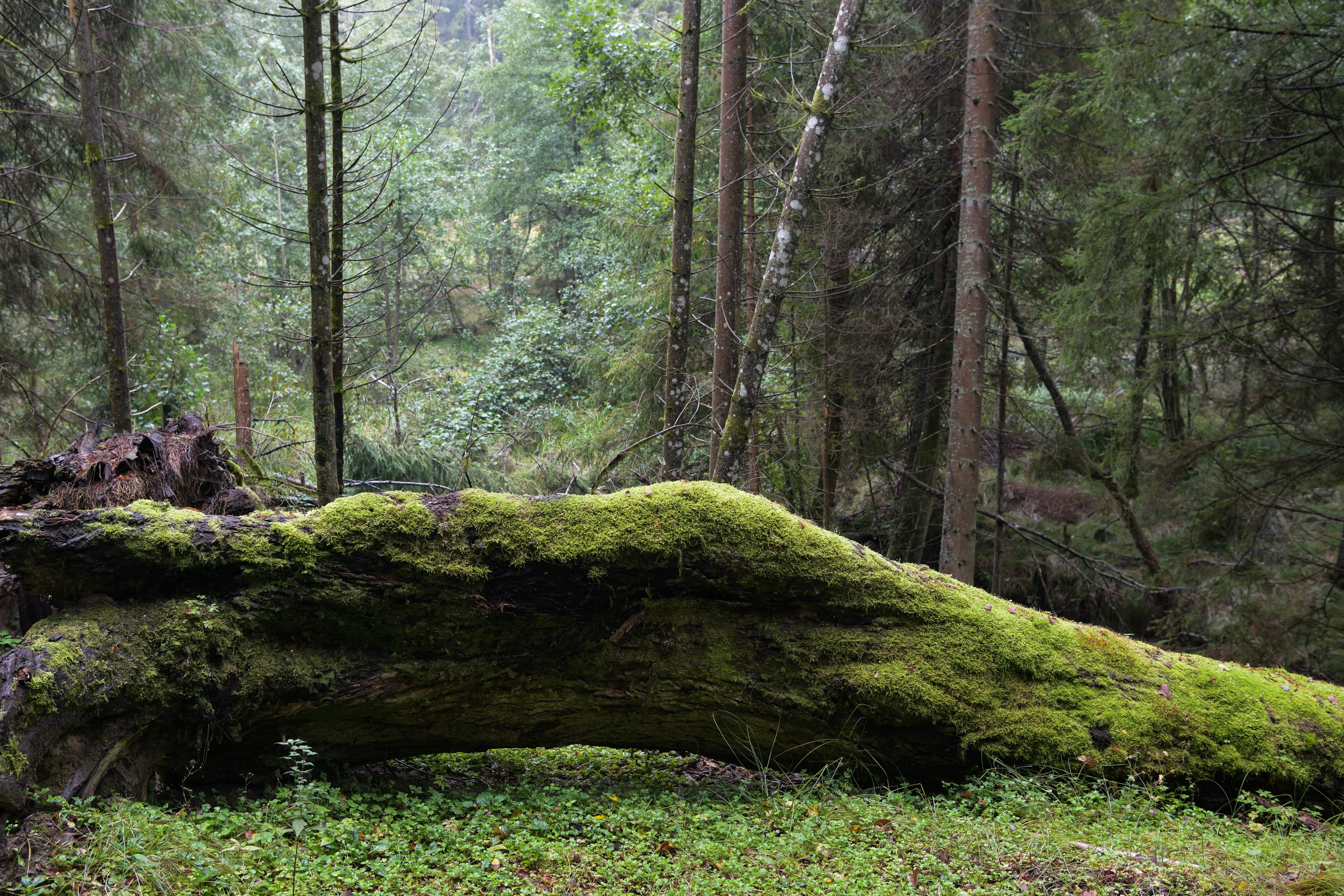 Bemoostes totholz im romantischem 900 Quadratkilometer großen Nationalpark Bayrischer Wald mit seinen Urwäldern, dem größten Waldschutzgebiet Mitteleuropas und dem ersten Nationalpark Deutschlands