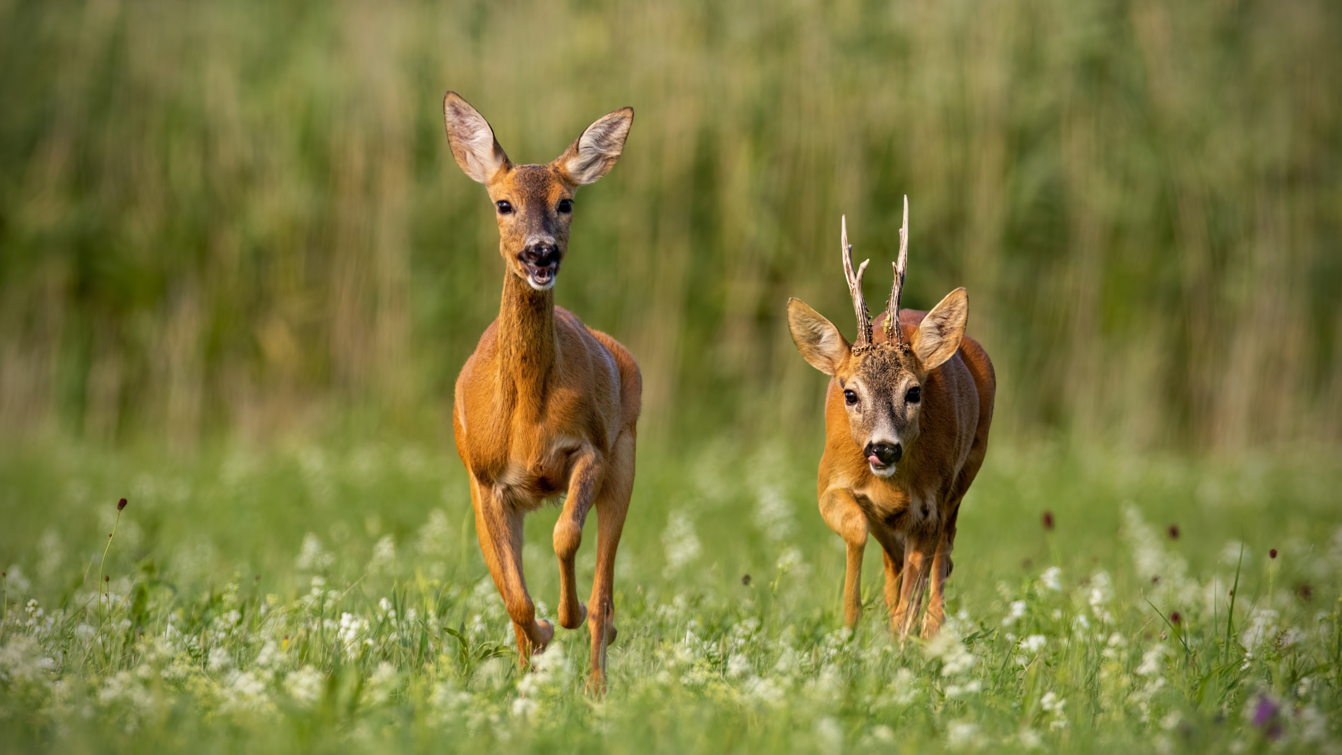 Roe deer, capreolus capreolus, buck and doe during rutting season.