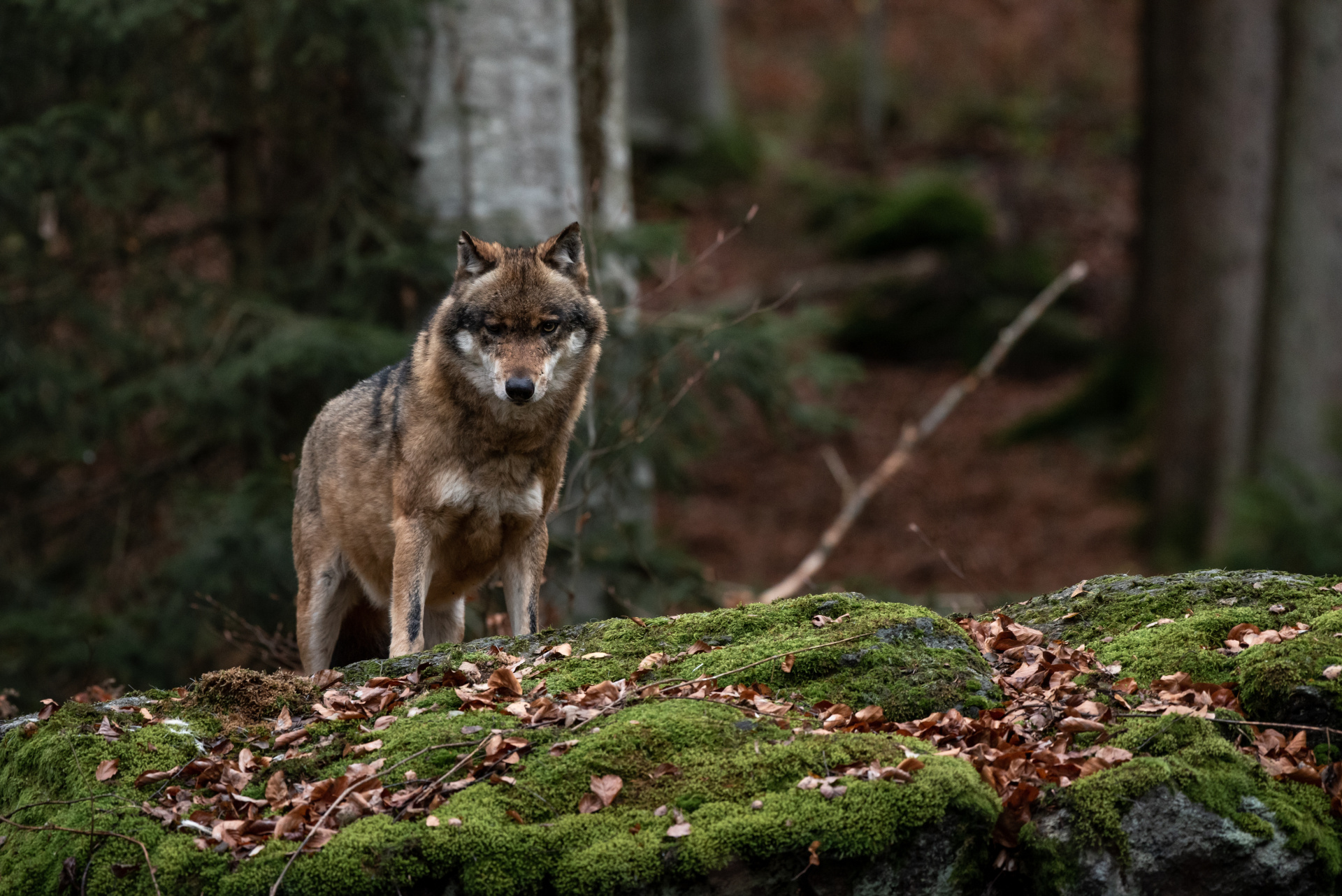 Wolf is standing in Bayerischer Wald National Park, Germany