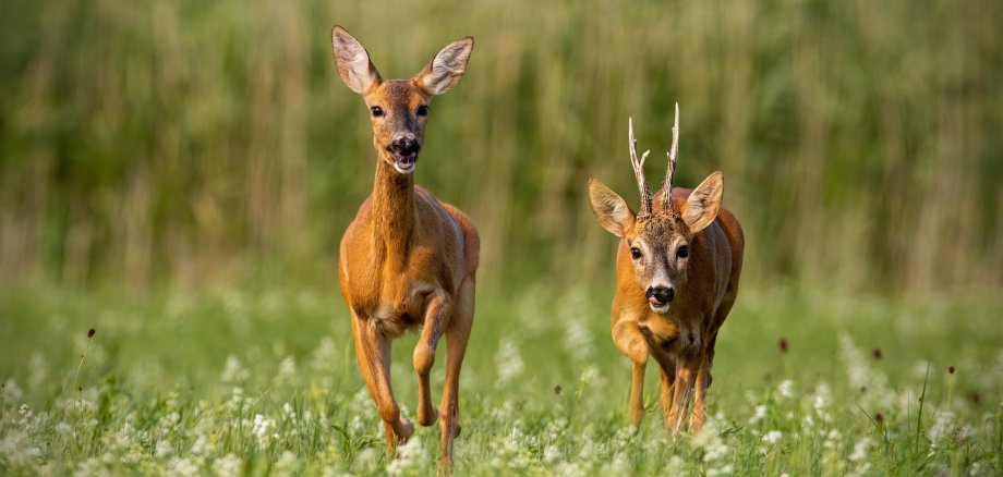 Roe deer, capreolus capreolus, buck and doe during rutting season.
