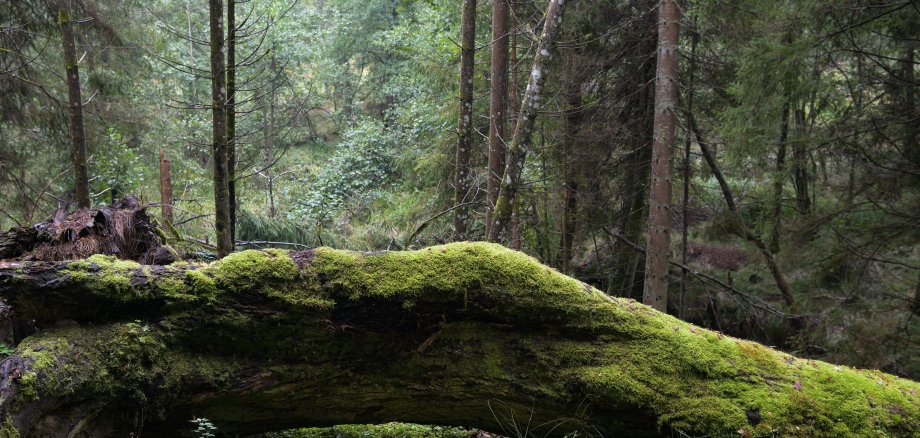Bemoostes totholz im romantischem 900 Quadratkilometer großen Nationalpark Bayrischer Wald mit seinen Urwäldern, dem größten Waldschutzgebiet Mitteleuropas und dem ersten Nationalpark Deutschlands