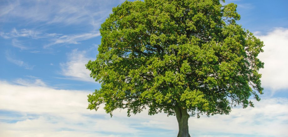 single big tree in meadow at springtime