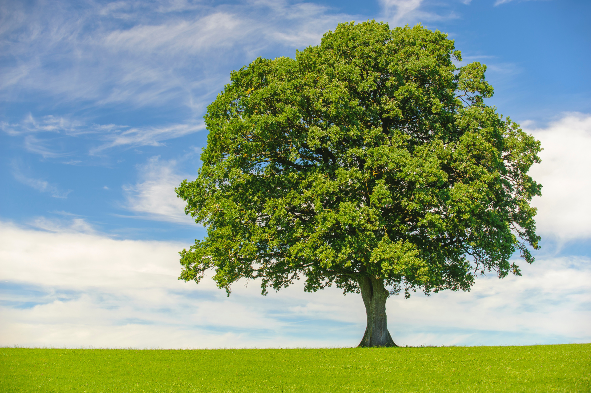 single big tree in meadow at springtime