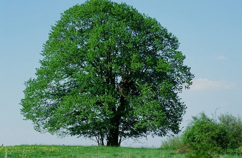 Piuslinde im Sommer