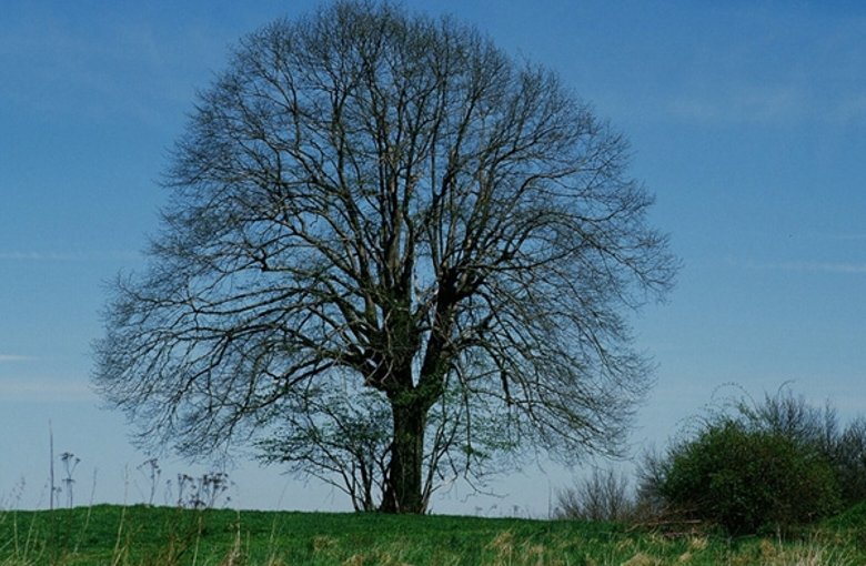 Piuslinde im Frühling