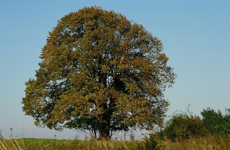 Piuslinde im Herbst