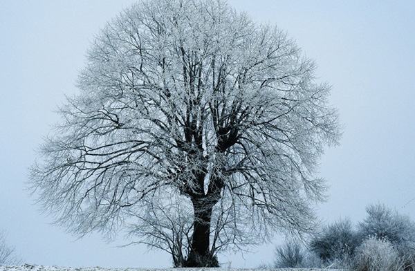 Piuslinde im Winter