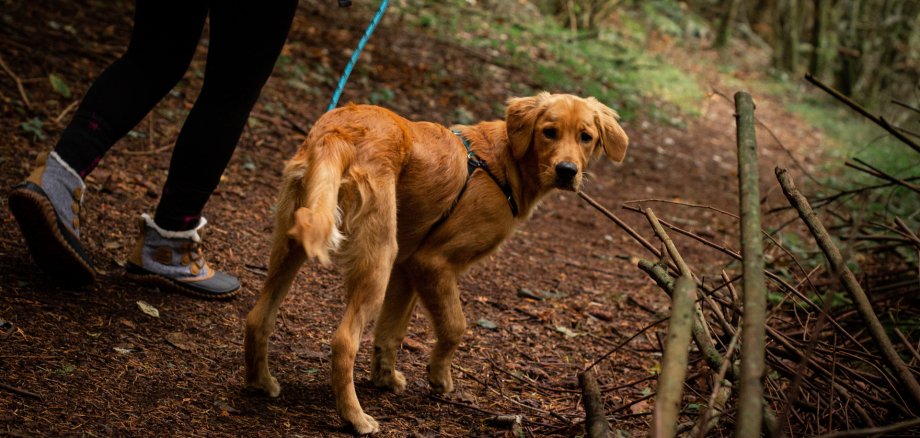 Golden retriever puppy being walked on a leash in the forest in the pacific northwest