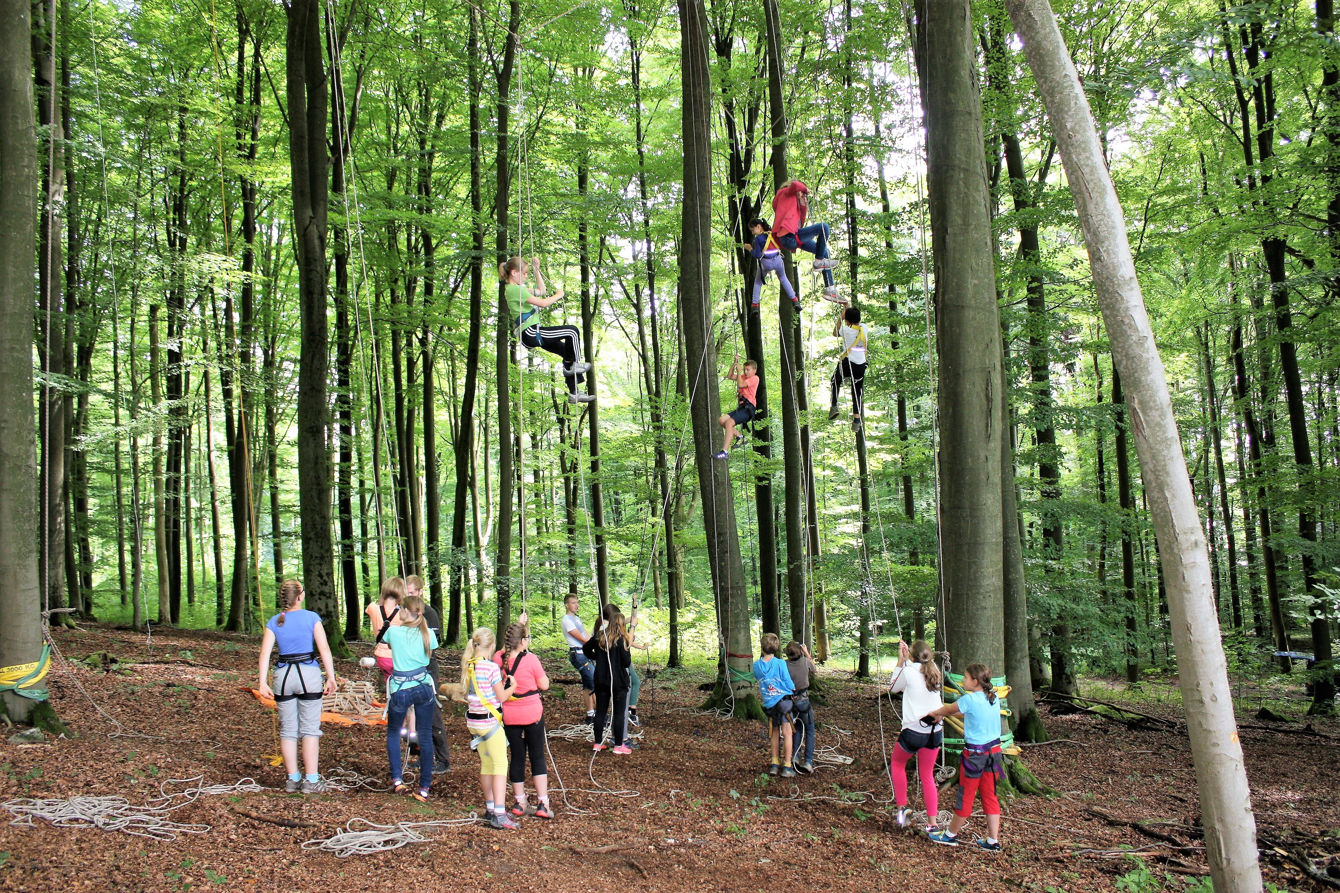Kinder seilen sich mit Hilfe von Gurtzeug, gesichert von anderen Kindern am Boden, aus Bäumen ab. Teamaufgabe gemeistert!