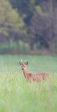Roe deer buck on the lookout in a meadow. Capreolus capreolus, Sologne, Loiret 45, région Centre-Val-de-Loire, France, European Union, Europe