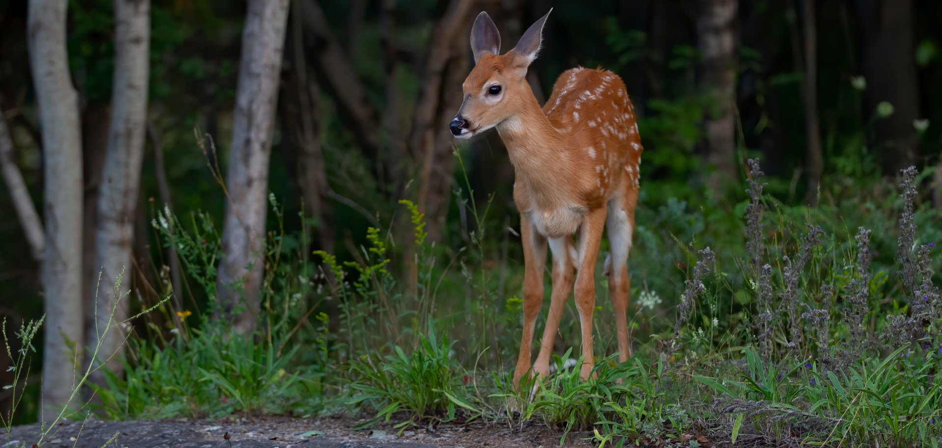 White-tailed deer fawn walking in the forest in the early summer in Canada