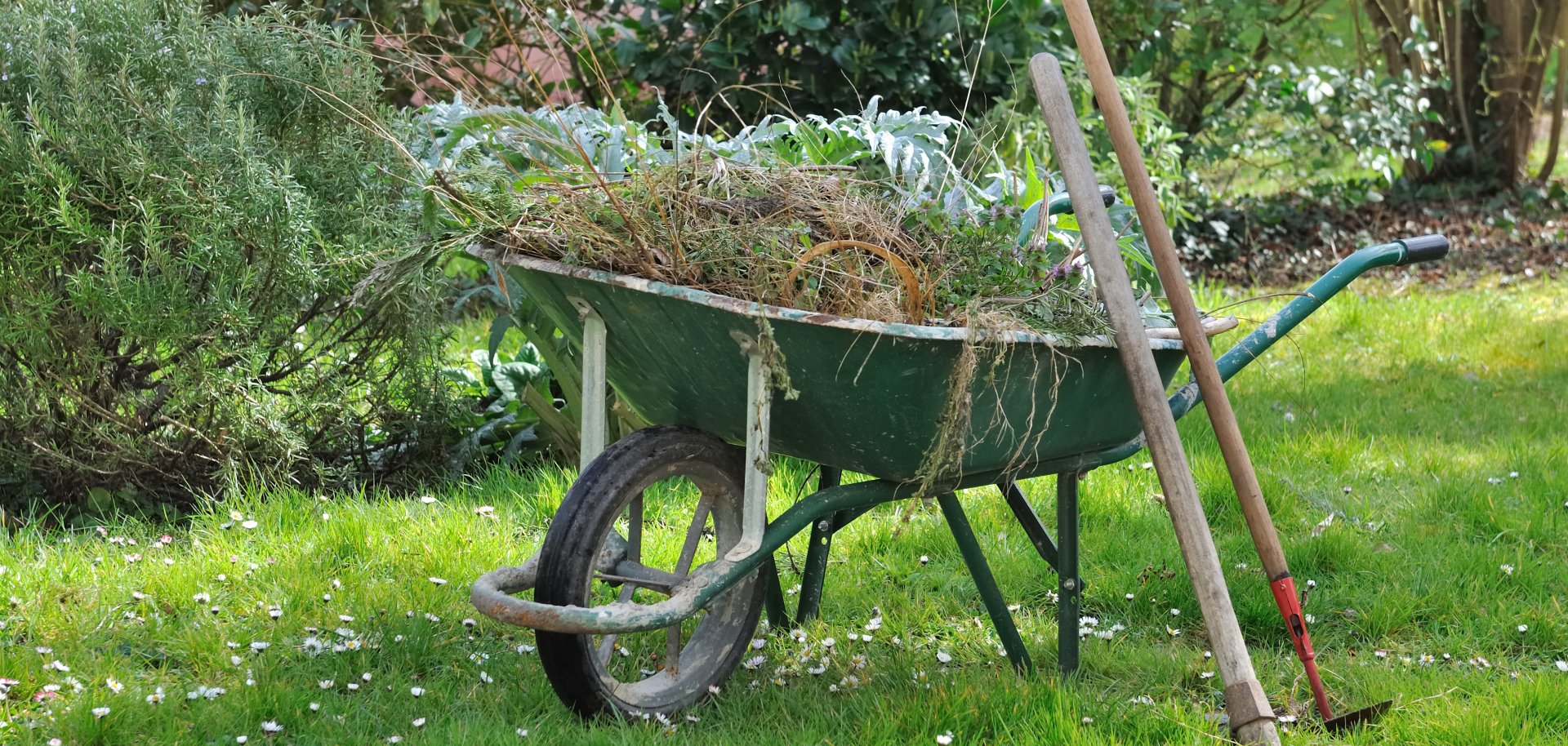brouette dans jardin pleine de mauvaises herbes