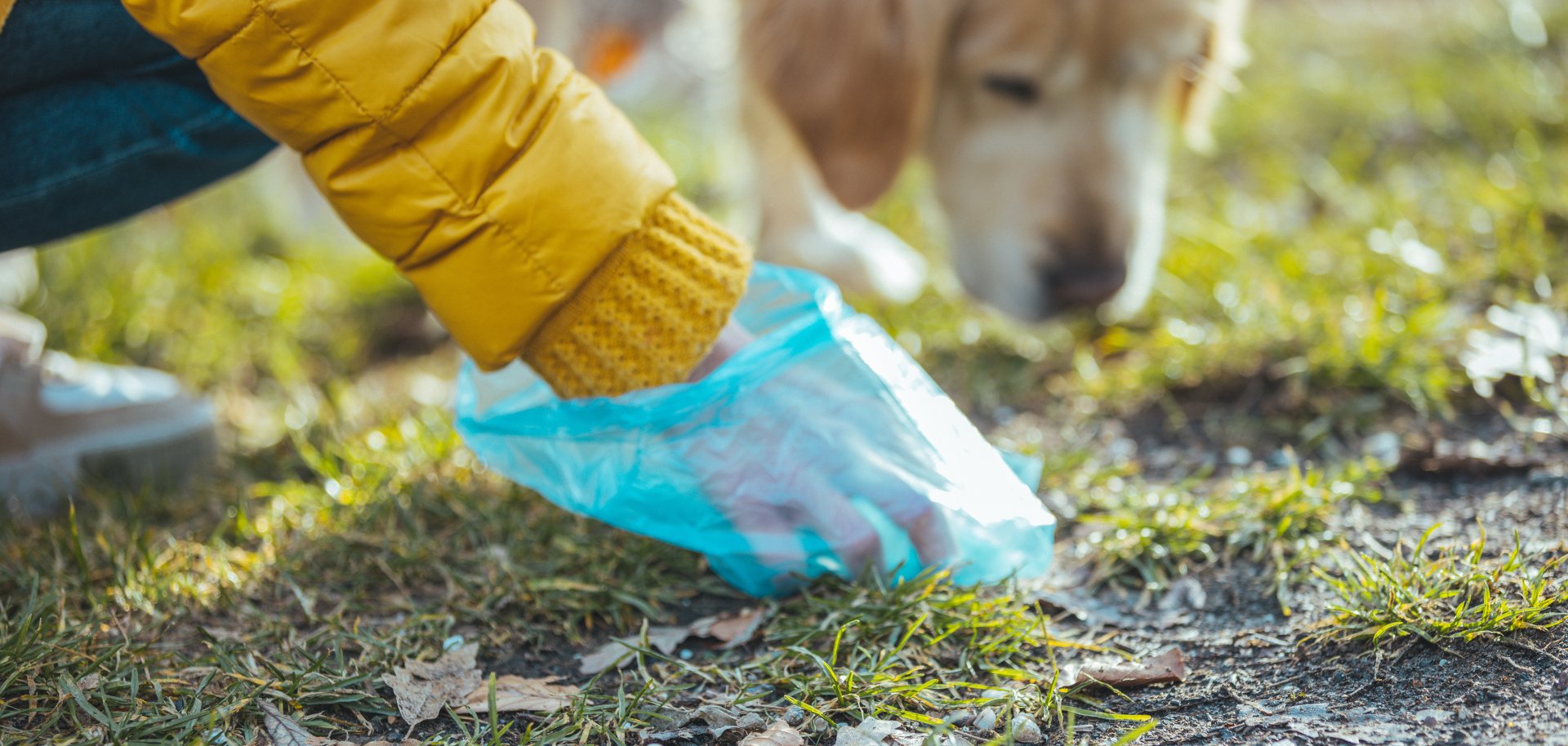 A woman cleaning up after her dog as she picks up his dog poo. Owner Clearing Dog Mess With Pooper Scooper. Responsible care of pet. Woman picking up dog poop from the lawn